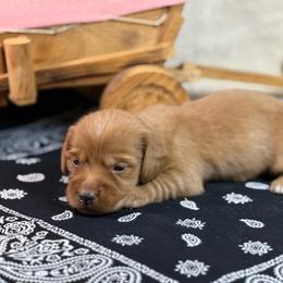 Dark cream -solid - Cream male Dachshund puppy in Nashville, Arkansas from Whisenhunt Farms
