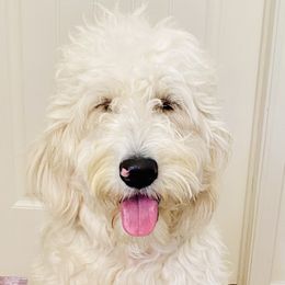 Bernedoodles and Goldendoodles from A.N.A. Doodles