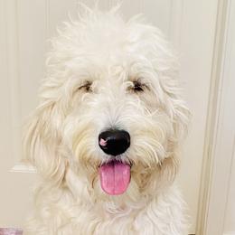 Bernedoodles and Goldendoodles from A.N.A. Doodles