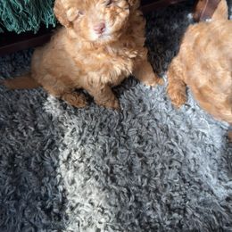 Goldendoodle and Poodle Puppies from Natalia Ovalle
