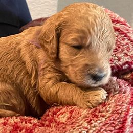 Goldendoodles from Willows Doodles