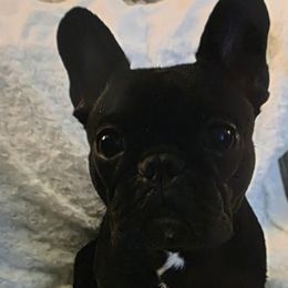 French Bulldogs from Burger's Pups