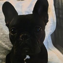 French Bulldogs from Burger's Pups