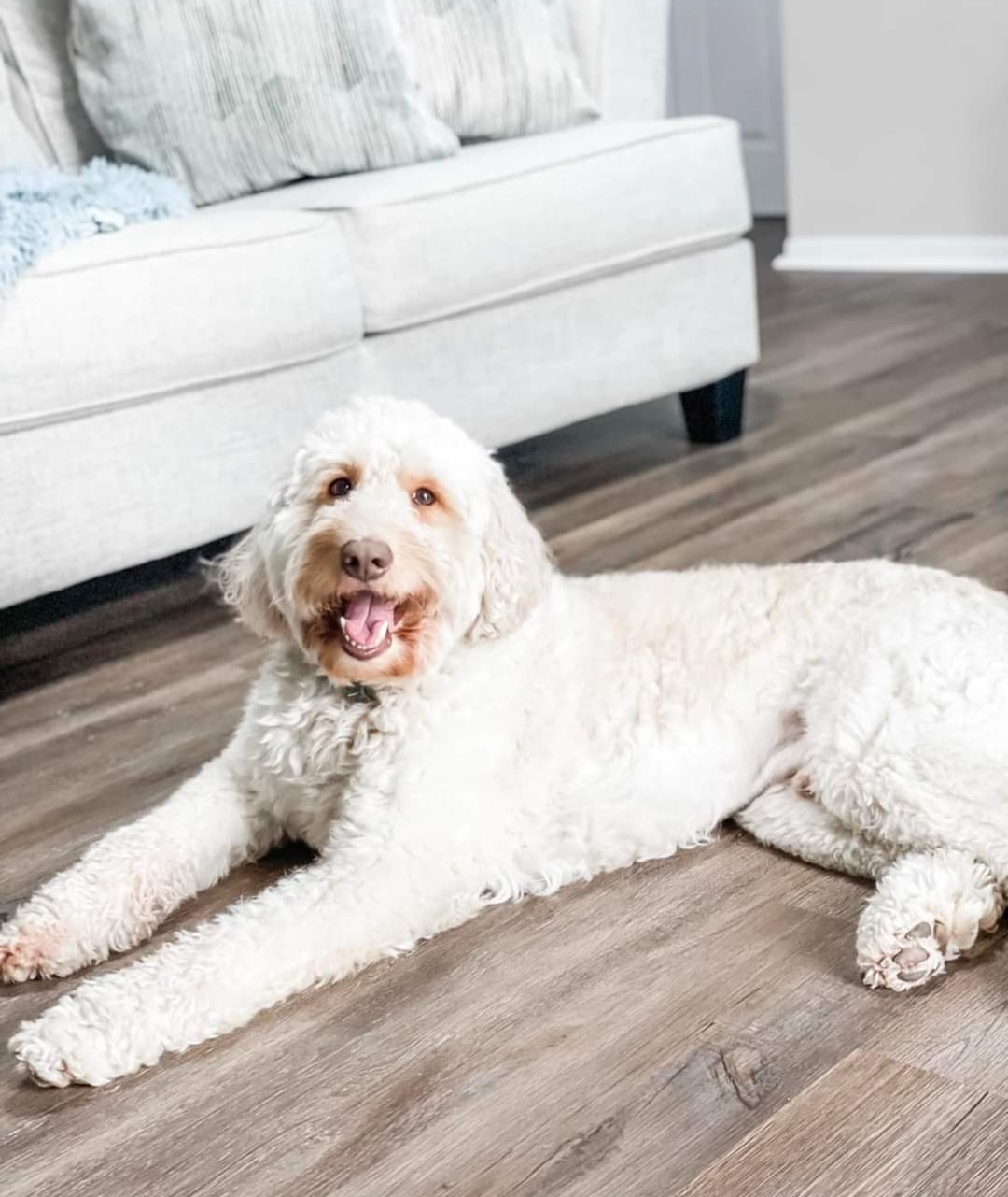 Goldendoodles from Parish Pups