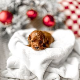 The Thing - Red  male Goldendoodle puppy in Springville, Utah from Happy Doodle