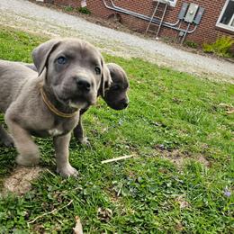 Everest - Gray and fawn male Cane Corso puppy in Roachdale, Indiana from Cast Iron Kennels