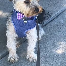Assorted Doodle Crosses, Double Doodle, Maltipoo, Morkie, and Yorkipoo Puppies from Danza Bolo