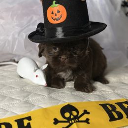 CKC Boy 7 - Liver male Shih Tzu puppy in Houston, Texas from Paws n Claws