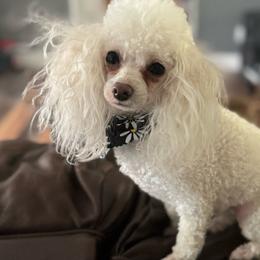FrannieDot - Poodle