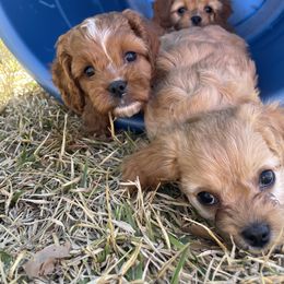 Cavapoo and Shihpoo Puppies from Haus of Doodles