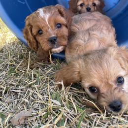 Cavapoo and Shihpoo Puppies from Haus of Doodles