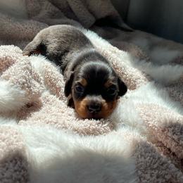 Mrs Potts - Black and tan female Dachshund puppy in Casper, Wyoming from Daisy's Doxies & Doodles