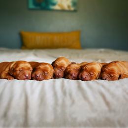 Golden Retriever Puppies from Earley Goldens
