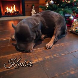 Kimber - Black and silver female Miniature Schnauzer puppy in Clemmons, North Carolina from Schnauzer Snobs
