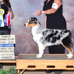 Australian Shepherds from Oceanside Aussies
