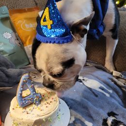 Boston Terrier and French Bulldog All Grown Up from Vanover's Boston Terriers and Frenchies