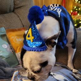Boston Terrier and French Bulldog All Grown Up from Vanover's Boston Terriers and Frenchies