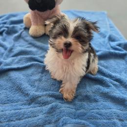 Girl 2 - Merle female Morkie puppy in Loxahatchee, Florida from Cristy's Morkies
