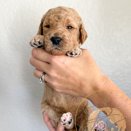 McKinley (blue collar) - Cream male Goldendoodle puppy in Murrieta, California from Apricot Poodles & Goldendoodles, LLC