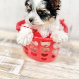 Biewer Terrier and Yorkshire Terrier Puppies from Coastal Yorkshire Terrier Yorkies & Biewer Terriers