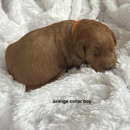 Orange collar boy - Red  male Goldendoodle puppy in Fairfield, California from Twin Sisters Doodles