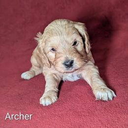 Archer - Golden male Cockapoo puppy in Sunset, Louisiana from Cano Cockapoos