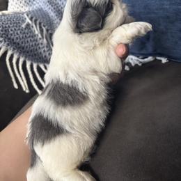 Steele - Blue male Shih Tzu puppy in Lakeland, Florida from Sunshine Shih Tzus