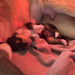 Cassiopeia - Black white and tan female Collie puppy in Sun Prairie, Wisconsin from Jolis Collies