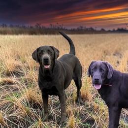 Dilute Retriever puppies from 12 Door Farm Labradors