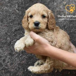 Cockapoo Puppies from Chesley Hill Cockapoos