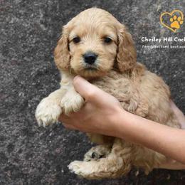 Cockapoo Puppies from Chesley Hill Cockapoos