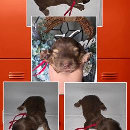 Mandy 3500 - Brindle female Dachshund puppy in Gatesville, Texas from CJ's Dach Dynasty