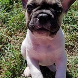 S'mores (Dark Green) - White and fawn male French Bulldog puppy in Montrose, Michigan from C.Lee Family Frenchies