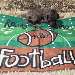 Pig Pen - Blue merle male Aussiedoodle puppy in Cumberland, Rhode Island from W Doodle Crew