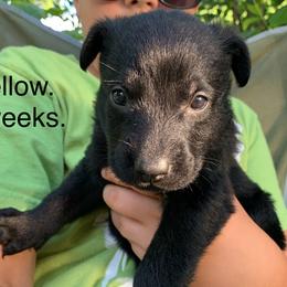 S litter - Sable female German Shepherd puppy in Effingham County, Illinois from Delaney Working Dogs