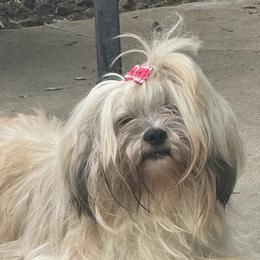 Mercedes - Lhasa Apso