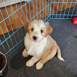 Zayne - Gold and white male Tibetan Terrier puppy in Dorena, Oregon from Angel Tibetans Of Oregon