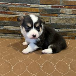 Girl 4 - Black and tan female Pembroke Welsh Corgi puppy in Visalia, California from VIP Stables