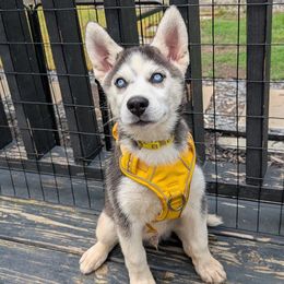 Apollo - Black and white male Siberian Husky puppy in Kennesaw, Georgia from King Husky Puppies