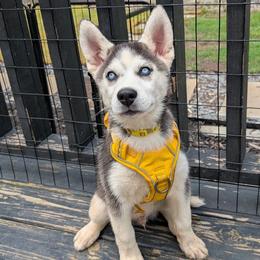 Apollo - Black and white male Siberian Husky puppy in Kennesaw, Georgia from King Husky Puppies