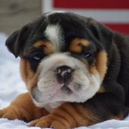 Tripp - Black tri-color male Bulldog puppy in Bradleyville, Missouri from HurstBulldogs
