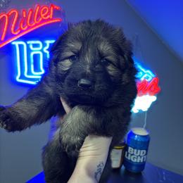 Dart - Sable male German Shepherd puppy in Knowlton Township, New Jersey from Augenblick Kennels