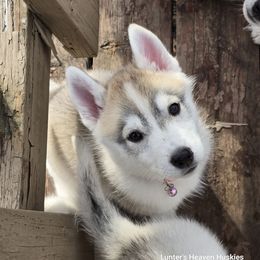 Nova - Light Pink Collar - Gray and white Siberian Husky puppy in Tomahawk, Wisconsin from Lunter's Heaven Huskies