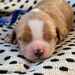 Hayes - Red male Cavapoo puppy in Preston, Idaho from Rocking JH Pup Co