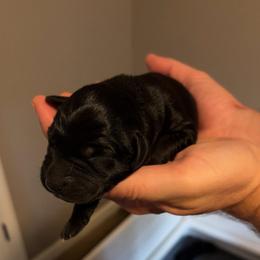 Orange male - Black male Labrador Retriever puppy in Talking Rock, Georgia from Bethel Woods Kennels