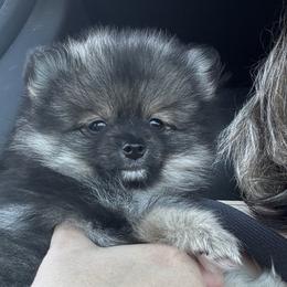 Pomeranians from Colorful Pomeranians