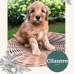 Cilantro - Red male Australian Labradoodle puppy in Mendon, Massachusetts from New England Labradoodles