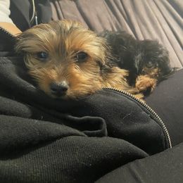 Yorkshire Terrier Puppies from Cutest AKC AZ Yorkies