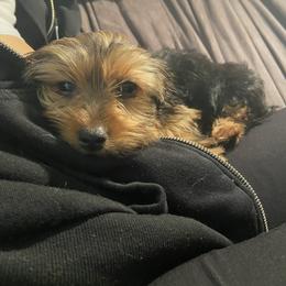 Yorkshire Terrier Puppies from Cutest AKC AZ Yorkies