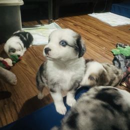 Mira - Blue merle female Miniature Australian Shepherd puppy in Interlachen, Florida from Lucky Bones Miniature Australian Shepherds